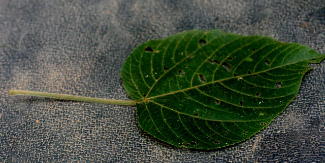 Imagem de Acalypha macrostachya Jacq.