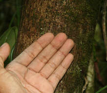 Image of Ficus