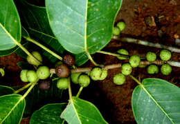 Image of Ficus