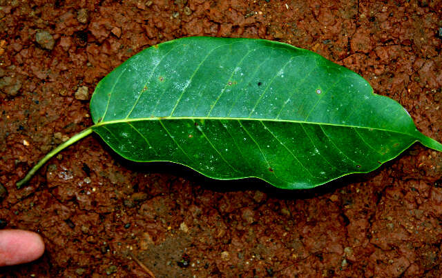 Image of Ficus