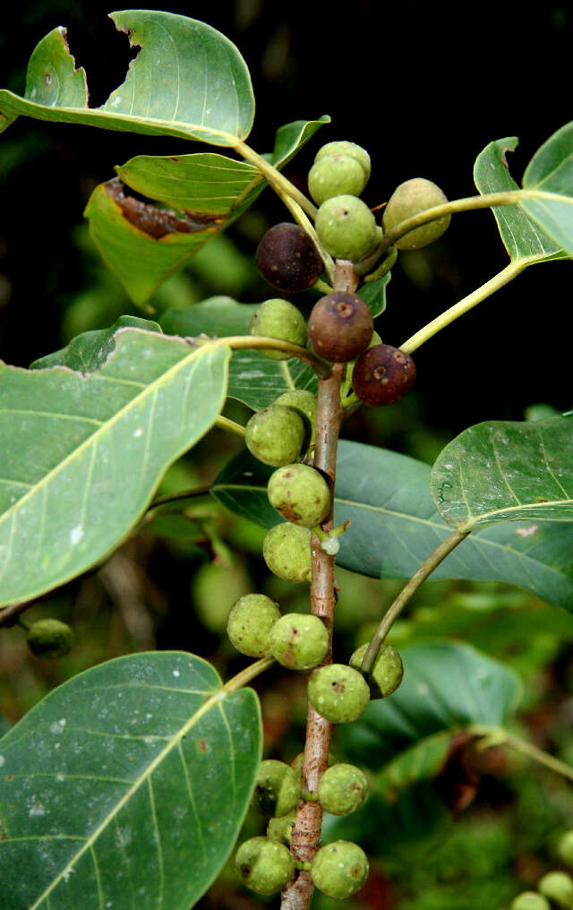 Image of Ficus