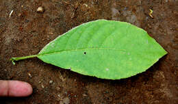 Image of Siparuna gesnerioides (Kunth) A. DC.