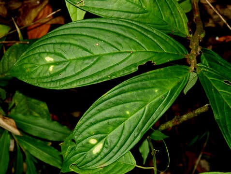 Image of columnea