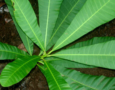 Image of Anacardium exelsum