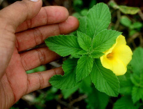 Imagem de Turnera ulmifolia L.