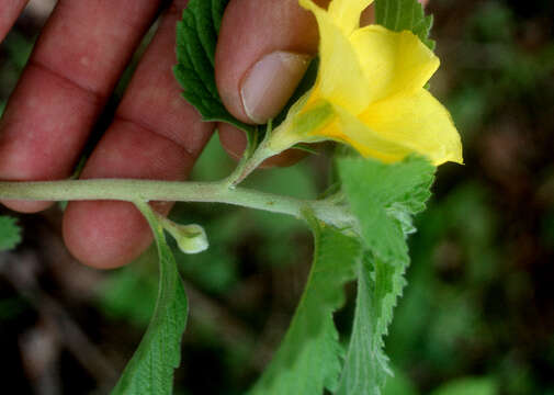 Imagem de Turnera ulmifolia L.