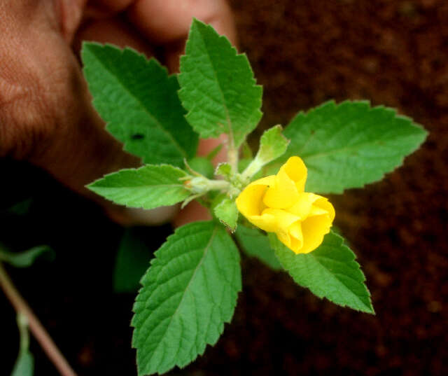 Imagem de Turnera ulmifolia L.