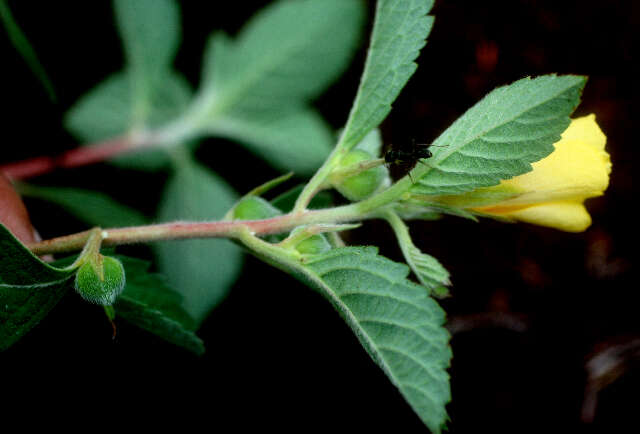 Sivun Turnera ulmifolia L. kuva