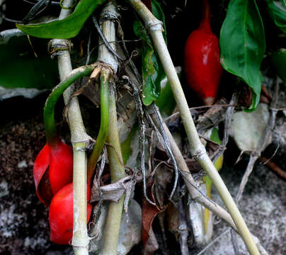 Imagem de Syngonium angustatum Schott