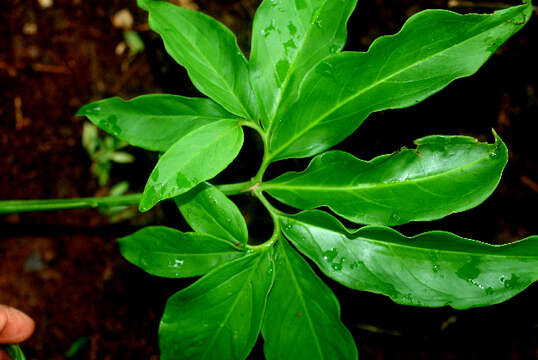 Imagem de Syngonium angustatum Schott