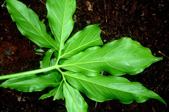 Imagem de Syngonium angustatum Schott