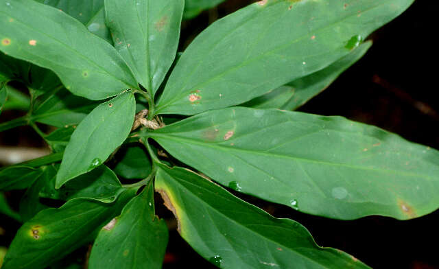 Imagem de Syngonium angustatum Schott