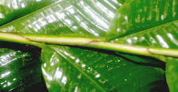 Image of Heliconia mathiasiae G. S. Daniels & F. G. Stiles