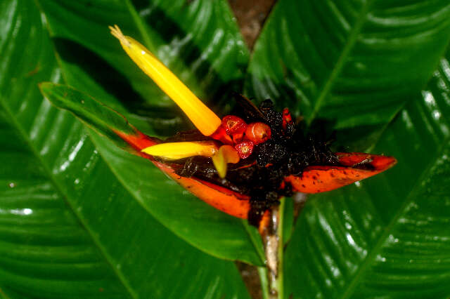 Image of Heliconia mathiasiae G. S. Daniels & F. G. Stiles