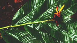 Image of Heliconia mathiasiae G. S. Daniels & F. G. Stiles