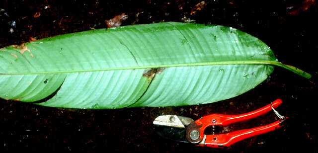 Image of Heliconia mathiasiae G. S. Daniels & F. G. Stiles