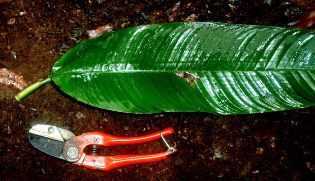 Image of Heliconia mathiasiae G. S. Daniels & F. G. Stiles