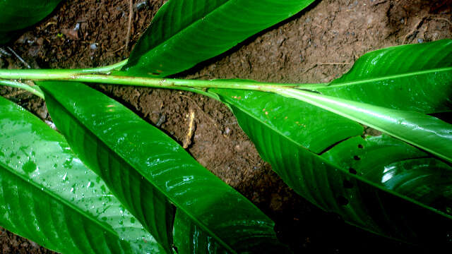 Image of Heliconia mathiasiae G. S. Daniels & F. G. Stiles