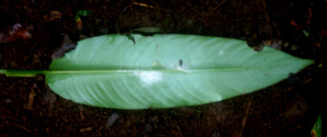 Image of Heliconia mathiasiae G. S. Daniels & F. G. Stiles