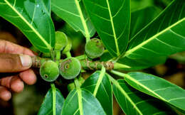 Ficus obtusifolia Kunth的圖片