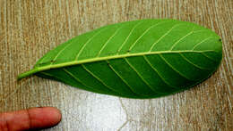 Ficus obtusifolia Kunth的圖片