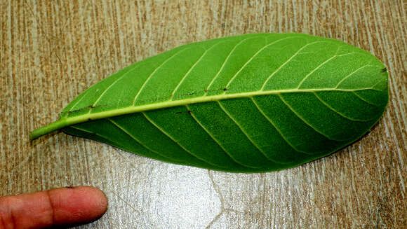 Ficus obtusifolia Kunth的圖片