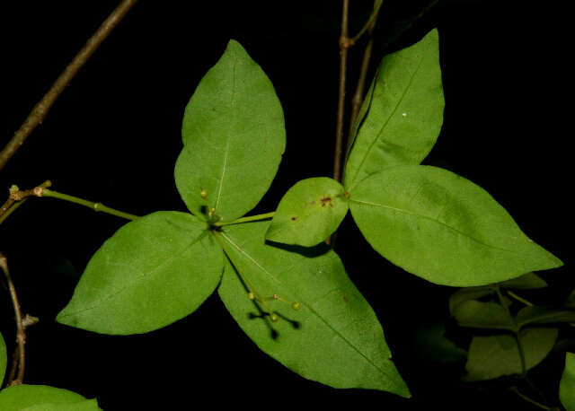 Image of Rauvolfia ligustrina Willd. ex Roem. & Schult.