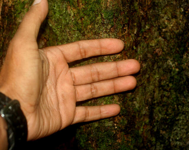 Image of Morinda panamensis Seem.