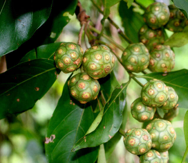 Image of Morinda panamensis Seem.