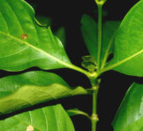 Image of Morinda panamensis Seem.