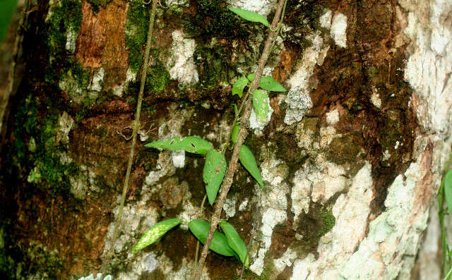 Image of Morinda panamensis Seem.