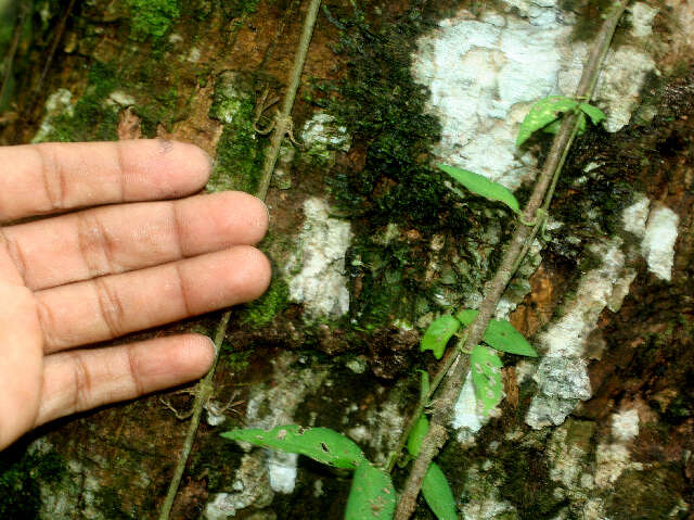 Image of Morinda panamensis Seem.