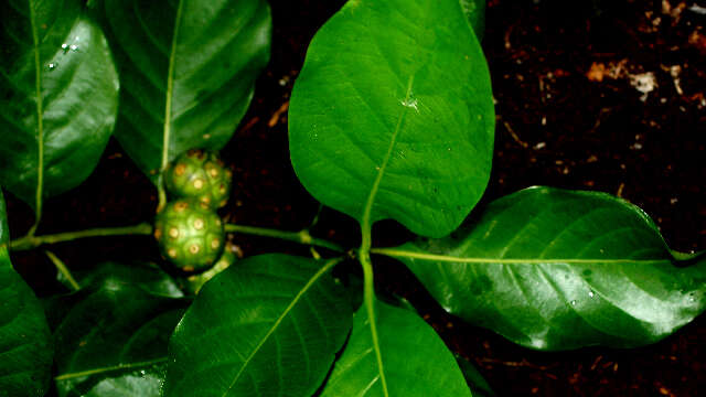 Image of Morinda panamensis Seem.