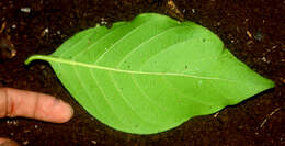 صورة Morinda panamensis Seem.