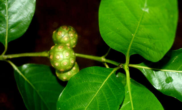 Image of Morinda panamensis Seem.