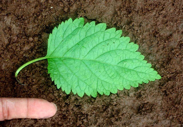 Image of Teucrium vesicarium Mill.