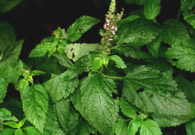 Image of Teucrium vesicarium Mill.