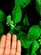 Слика од Teucrium vesicarium Mill.
