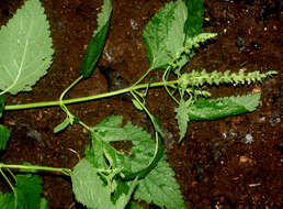 Image of Teucrium vesicarium Mill.