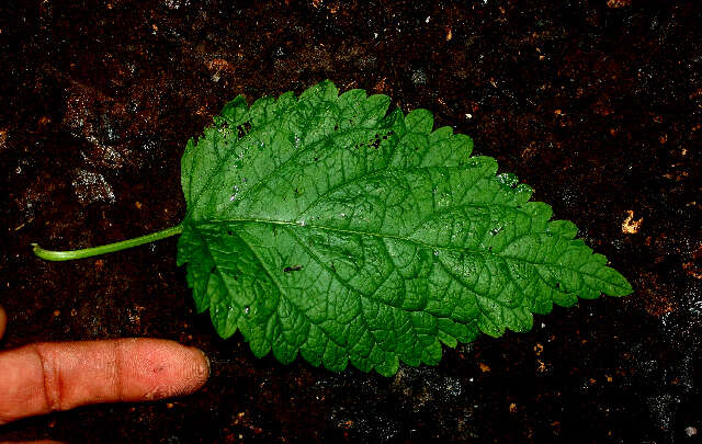 Image of Teucrium vesicarium Mill.