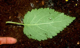 Image of Teucrium vesicarium Mill.