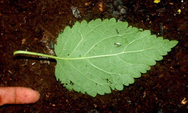 Слика од Teucrium vesicarium Mill.