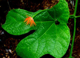 Image of Jungle Cucumber