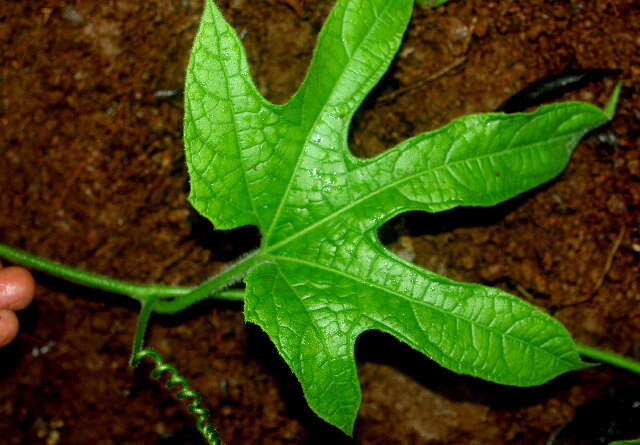 Image of Jungle Cucumber