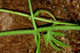 Image of Jungle Cucumber