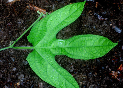 Image of Gurania makoyana (Lam.) Cogn.