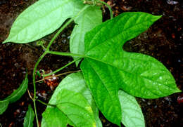 Image of Jungle Cucumber