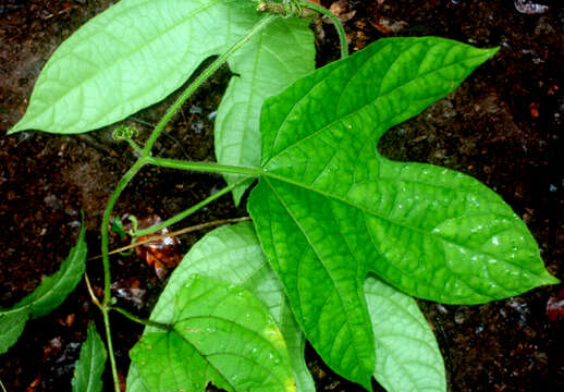 Image of Gurania makoyana (Lam.) Cogn.