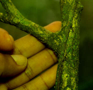 Image of Galipea dasysperma J. Gómez-Laurito & Q. Jiménez Madrigal