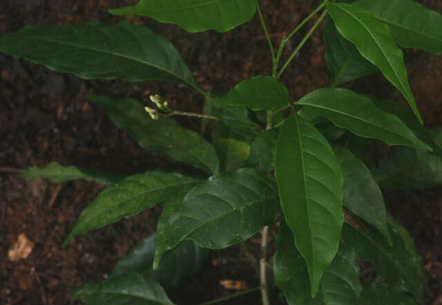 Слика од Galipea dasysperma J. Gómez-Laurito & Q. Jiménez Madrigal